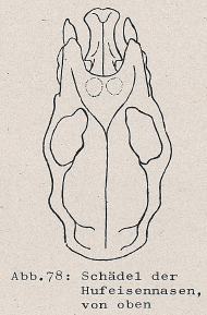 DJN Heimische Säugetiere Peter Boye 1994 Abb.78 Schädel der Hufeisennasen, von oben.PNG