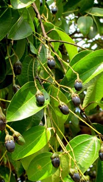 Cinnamomum verum branche TRAMIL.jpg