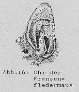 DJN Heimische Säugetiere Peter Boye 1994 Abb.16 Ohr der Fransenfledermaus.PNG