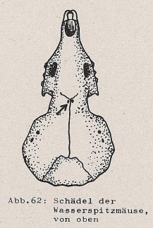 DJN Heimische Säugetiere Peter Boye 1994 Abb.62 Oberkiefer der Wasserspitzmäuse, von oben.PNG