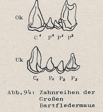 DJN Heimische Säugetiere Peter Boye 1994 Abb.94 Zahnreihen der Großen Bartfledermaus.PNG