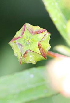 Sida rhombifolia fruit TRAMIL.jpg