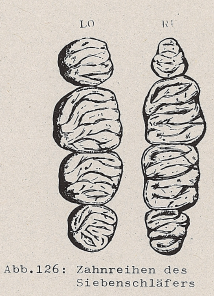 DJN Heimische Säugetiere Peter Boye 1994 Abb.126 Zahnreihenl des Siebenschläfers.PNG