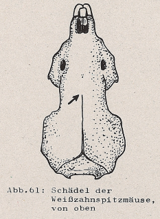 DJN Heimische Säugetiere Peter Boye 1994 Abb.61 Oberkiefer der Weißzahnspitzmäuse, von oben.PNG