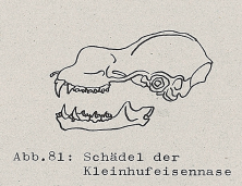 DJN Heimische Säugetiere Peter Boye 1994 Abb.81 Schädel der Kleinhufeisennase.PNG