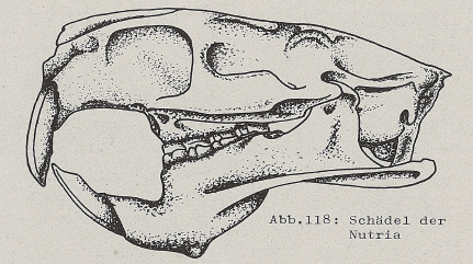 DJN Heimische Säugetiere Peter Boye 1994 Abb.118 Schädel der Nutria.PNG