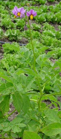 Solanum tuberosum fleurs mauves TRAMIL.jpg