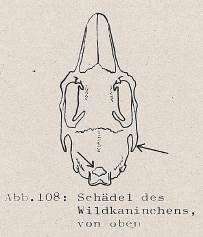 DJN Heimische Säugetiere Peter Boye 1994 Abb.108 Schädel des Wildkaninchens, von oben.PNG