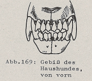 DJN Heimische Säugetiere Peter Boye 1994 Abb.169 Gebiss des Haushundes, von vorn.PNG