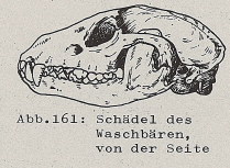 DJN Heimische Säugetiere Peter Boye 1994 Abb.161 Schädel des Waschbären, von der Seite.PNG