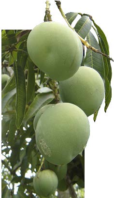 Mangifera indica fruits TRAMIL.jpg