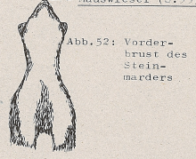DJN Heimische Säugetiere Peter Boye 1994 Abb.52 Vorderbrust des Baummarders.PNG