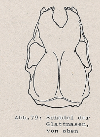 DJN Heimische Säugetiere Peter Boye 1994 Abb.79 Schädel der Glattnasen, von oben.PNG