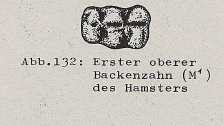 DJN Heimische Säugetiere Peter Boye 1994 Abb.132 Erster oberer Eckzahn des Hamsters.PNG