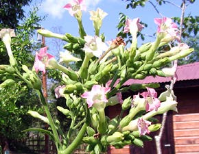 Nicotiana tabacum fleurs 2 TRAMIL.jpg