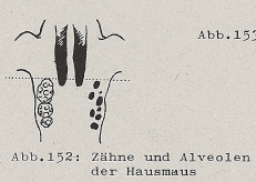 DJN Heimische Säugetiere Peter Boye 1994 Abb.152 Zähne und Alveolen der Hausmaus.PNG
