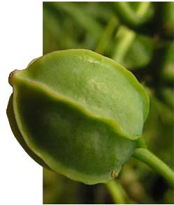 Manihot esculenta fruit TRAMIL.jpg