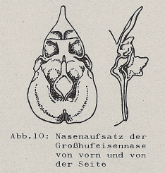 DJN Heimische Säugetiere Peter Boye 1994 Abb.10 Nasenaufsatz der Großhufeisennase von vorn und von der Seite.PNG