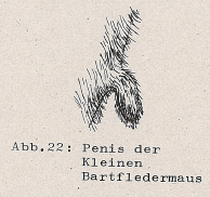 DJN Heimische Säugetiere Peter Boye 1994 Abb.22 Penis der Kleinen Bartfledermaus.PNG