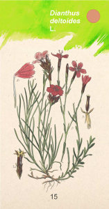 Pflanzenfächer „Von Arnika bis Zittergras - Bergwiesenpflanzen des Erzgebirges“ (Natura Miriquidica e.V. 2013) - Seite 049 - 157x300.png (Bilder können durch Anklicken vergrößert betrachtet werden)