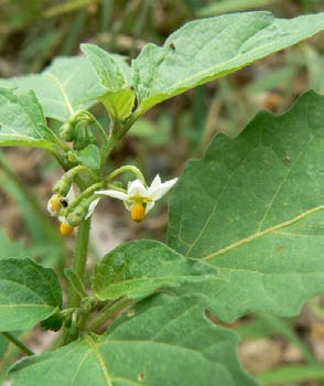 Solanum americanum fleurs TRAMIL.jpg