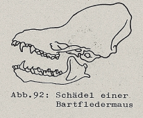 DJN Heimische Säugetiere Peter Boye 1994 Abb.92 Schädel der Bartfledermaus.PNG