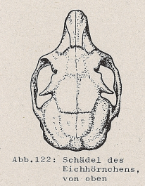 DJN Heimische Säugetiere Peter Boye 1994 Abb.122 Schädel des Eichhörnchens, von oben.PNG