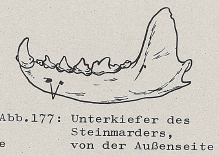 DJN Heimische Säugetiere Peter Boye 1994 Abb.177 Unterkiefer des Steinmarders, von der Außenseite.PNG