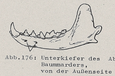 DJN Heimische Säugetiere Peter Boye 1994 Abb.176 Unterkiefer des Baummarders, von der Außenseite.PNG