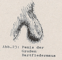 DJN Heimische Säugetiere Peter Boye 1994 Abb.23 Penis der Großen Bartfledermaus.PNG