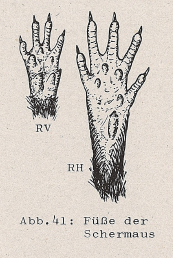DJN Heimische Säugetiere Peter Boye 1994 Abb.41 Füße der Schermaus.PNG