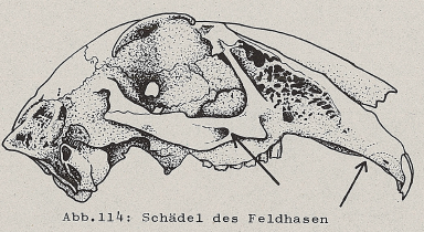 DJN Heimische Säugetiere Peter Boye 1994 Abb.114 Schädel des Feldhasen.PNG