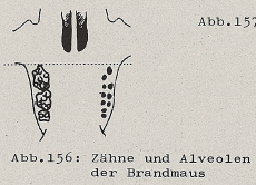 DJN Heimische Säugetiere Peter Boye 1994 Abb.156 Zähne und Alveolen der Brandmaus.PNG