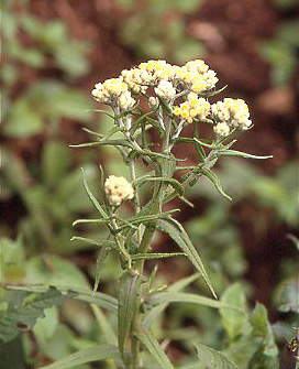 Pseudognaphalium viscosum plante TRAMIL.jpg