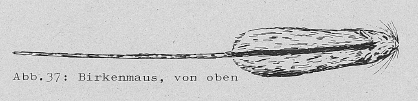 DJN Heimische Säugetiere Peter Boye 1994 Abb.37 Birkenmaus, von oben.PNG