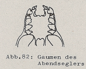 Gaumen des Abendsegler - DJN (1994) - Peter Boye - Heimische Säugetiere