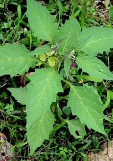 Solanum nigrescens feuilles TRAMIL.jpg