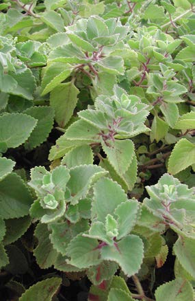 Plectranthus amboinicus plante TRAMIL.jpg