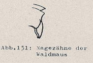 DJN Heimische Säugetiere Peter Boye 1994 Abb.151 Nagezähne der Waldmaus.PNG