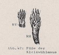 DJN Heimische Säugetiere Peter Boye 1994 Abb.42 Füße der Kleinwühlmaus.PNG