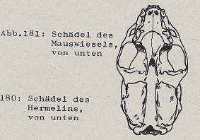 DJN Heimische Säugetiere Peter Boye 1994 Abb.181 Schädel des Mauswiesels, von unten.PNG