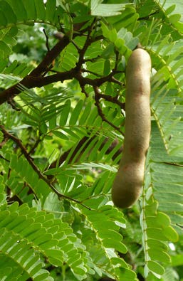 Tamarindus indica feuilles TRAMIL.jpg