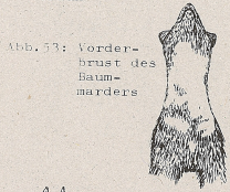DJN Heimische Säugetiere Peter Boye 1994 Abb.53 Vorderbrust des Marders.PNG