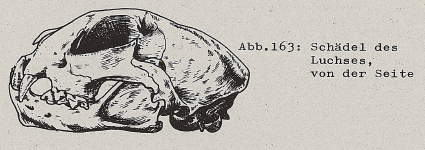 DJN Heimische Säugetiere Peter Boye 1994 Abb.163 Schädel des Luchses, von der Seite.PNG