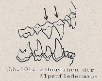 DJN Heimische Säugetiere Peter Boye 1994 Abb.101 Zahnreihen der Alpenfledermaus.PNG