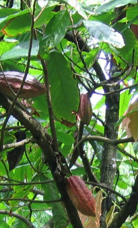 Theobroma cacao plante TRAMIL.jpg