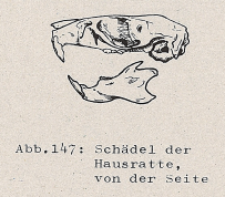 DJN Heimische Säugetiere Peter Boye 1994 Abb.147 Schädel der Hausratte, von der Seite.PNG