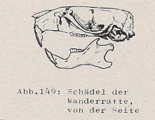 DJN Heimische Säugetiere Peter Boye 1994 Abb.149 Schädel der Wanderratte, von der Seite.PNG