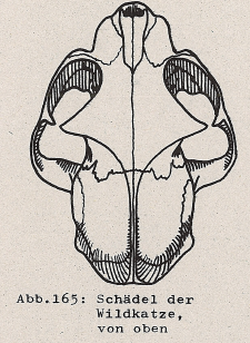 DJN Heimische Säugetiere Peter Boye 1994 Abb.165 Schädel der Wildkatze, von oben.PNG