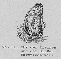 DJN Heimische Säugetiere Peter Boye 1994 Abb.21 Ohr der Kleinen und der Großen Bartfledermaus.PNG